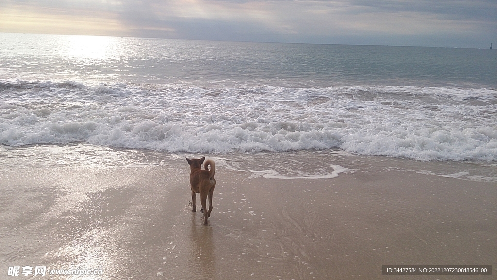 单身狗看海