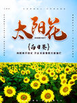 太阳花