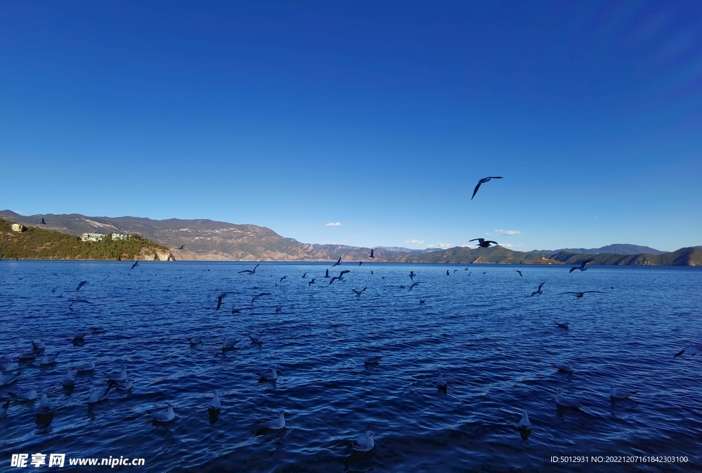 泸沽湖-女儿国-海鸥-湖景