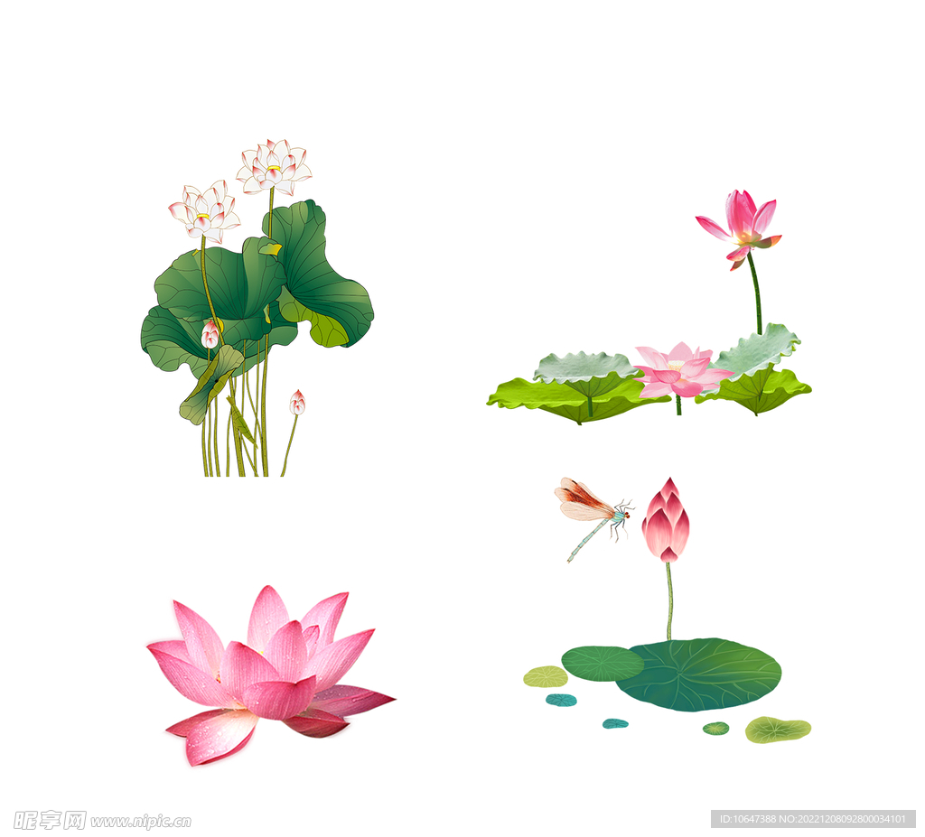 荷花