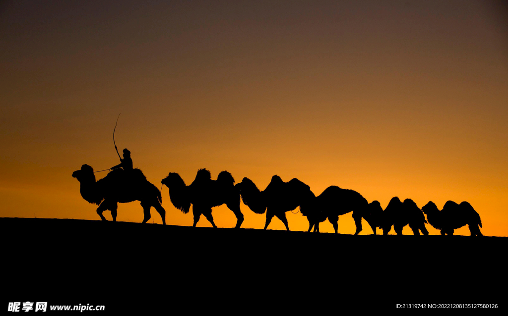 沙漠驼队摄影