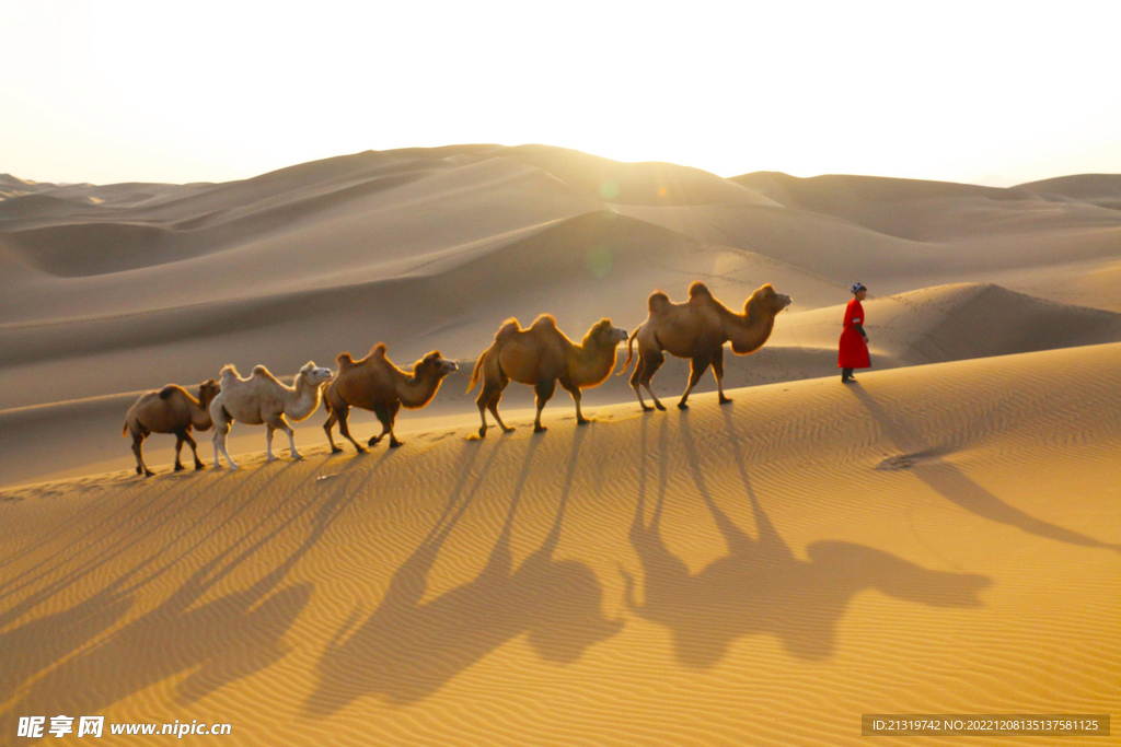 沙漠骆驼高清图