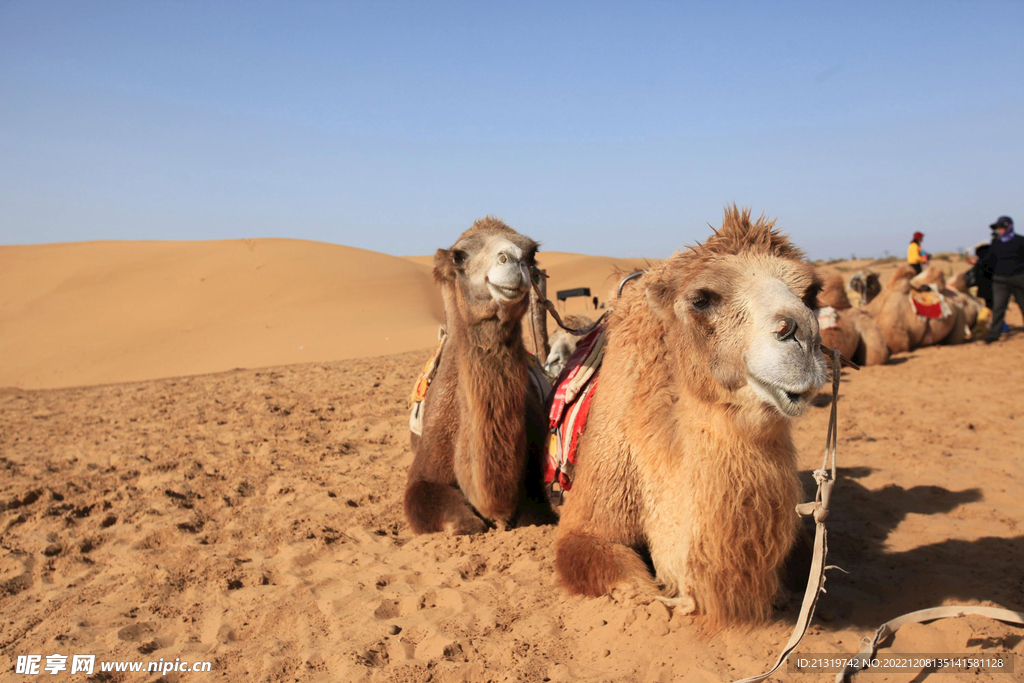 沙漠骆驼高清图