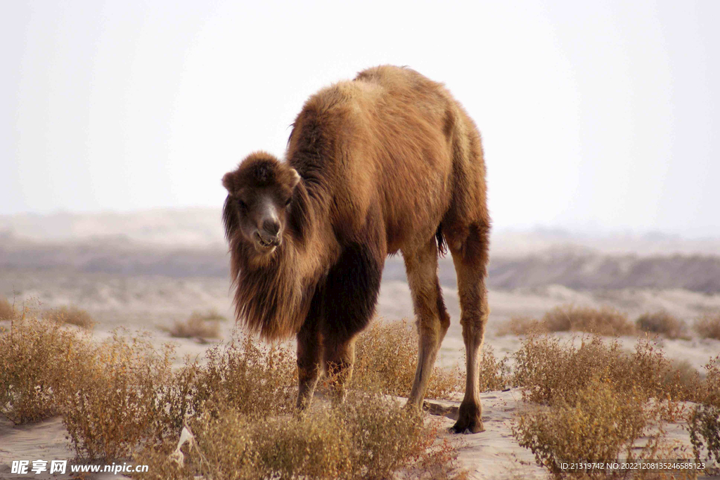 骆驼摄影图