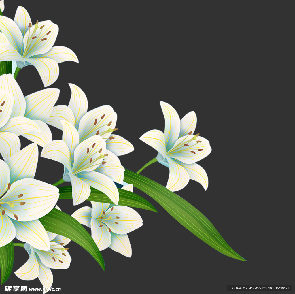 百合花素材
