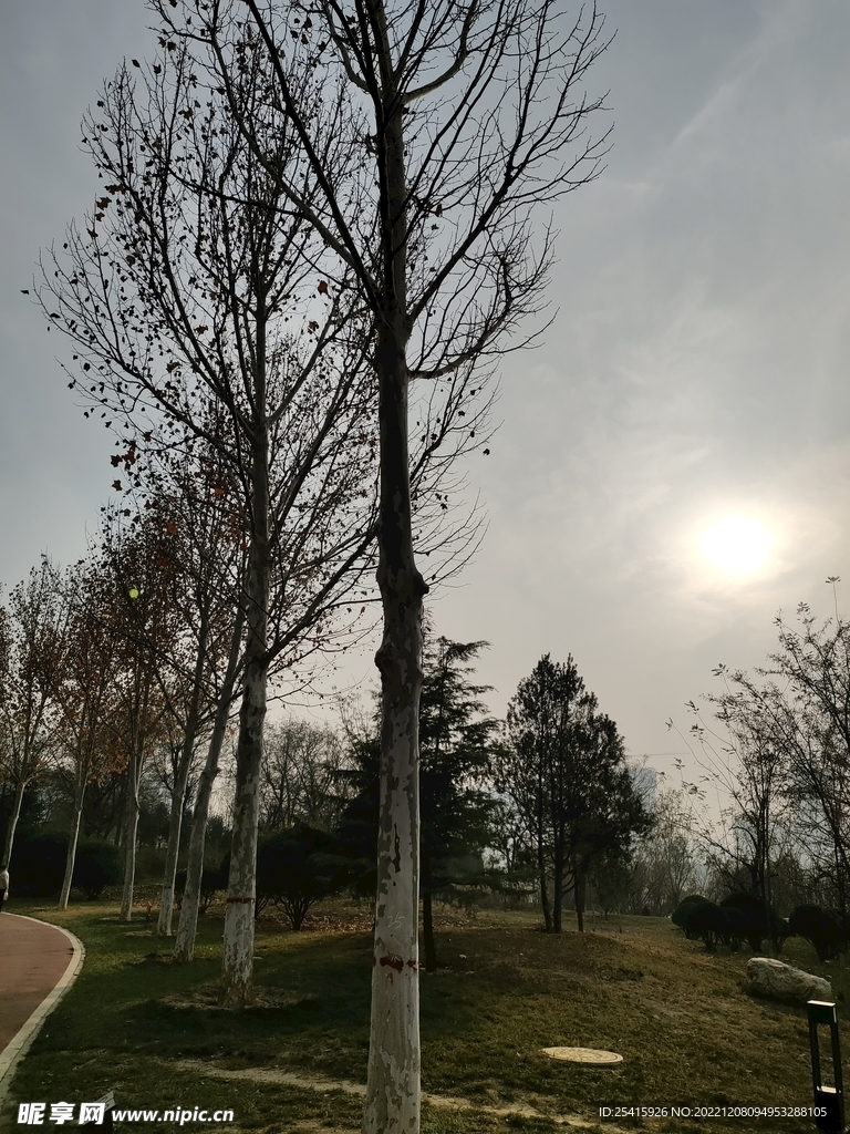 树