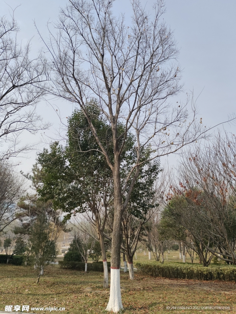 树