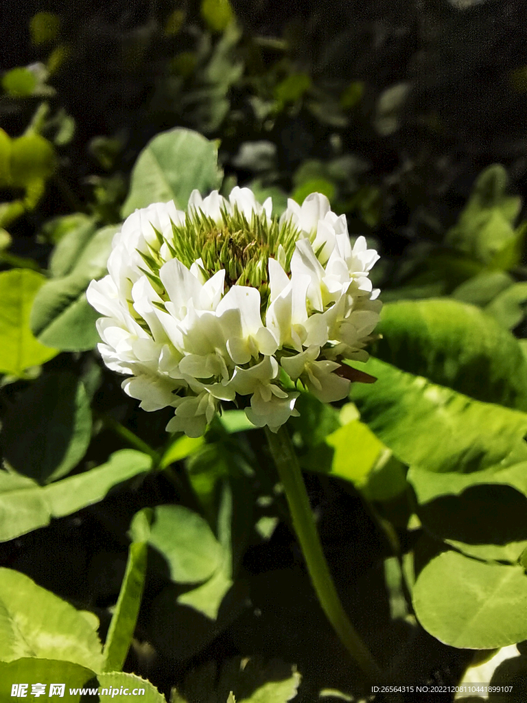 小白花