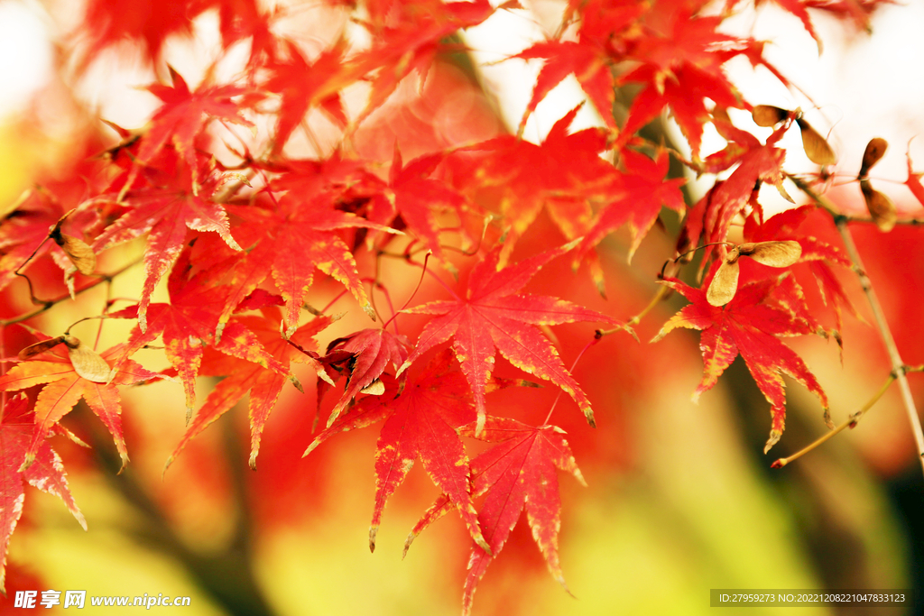 红色树叶背景