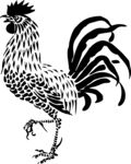 公鸡手绘