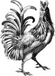 公鸡手绘
