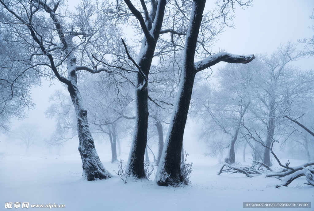 雪景