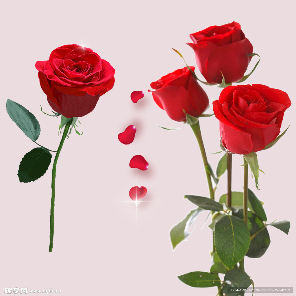 精美情人节玫瑰花图片素材-编号06204465-图行天下
