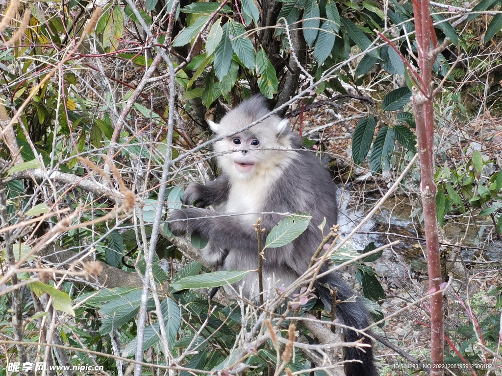 金丝猴