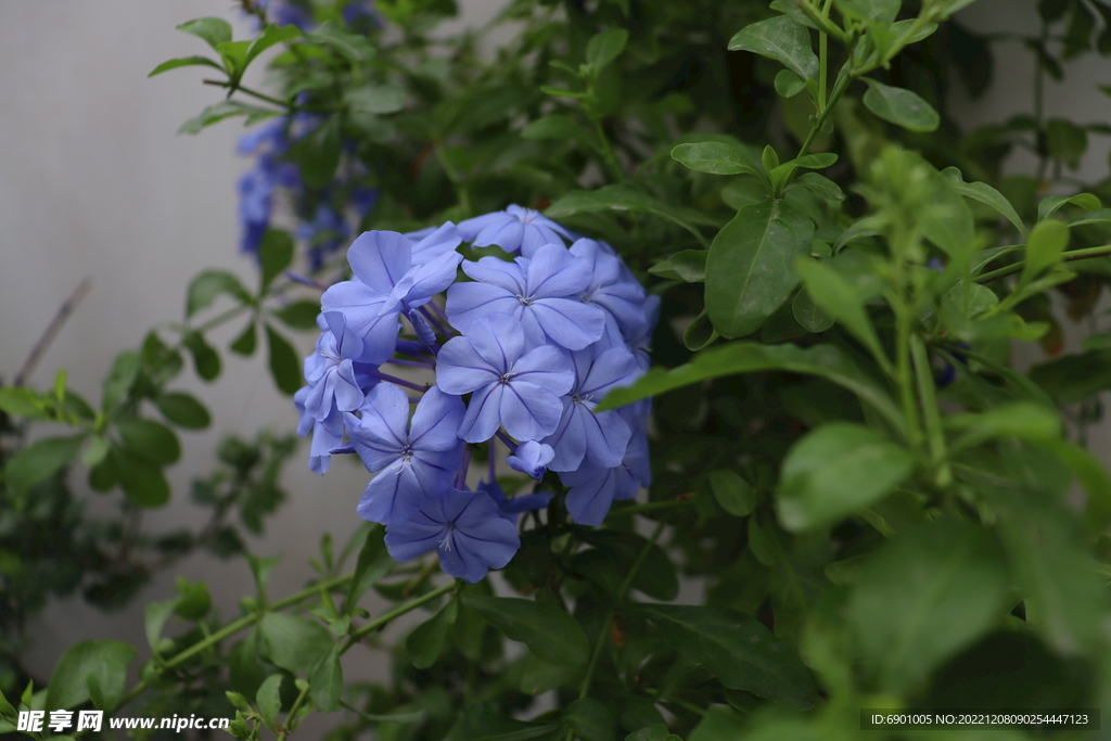 蓝雪花