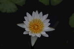 莲花