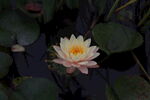 莲花