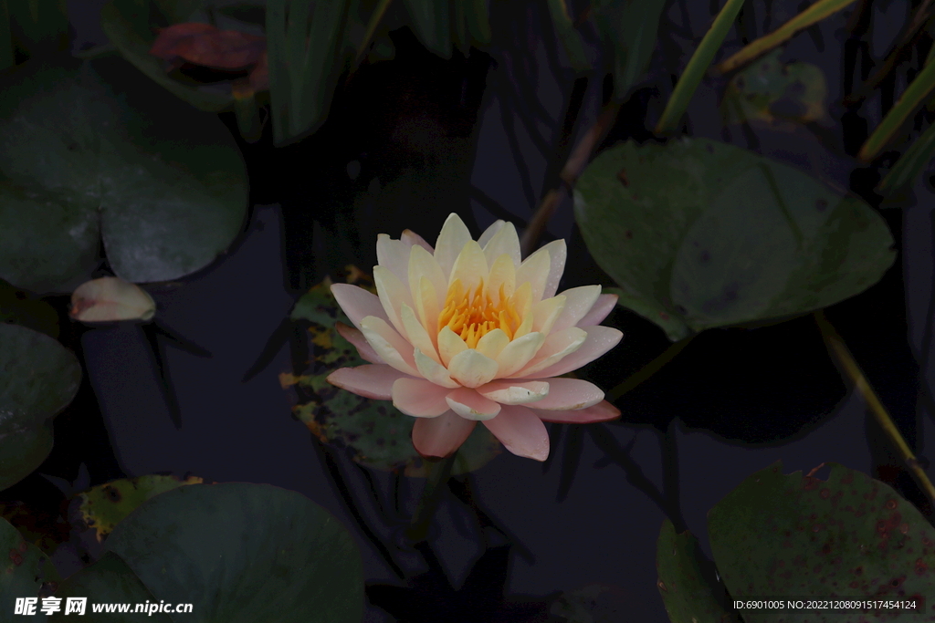 莲花
