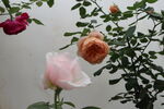 玫瑰花