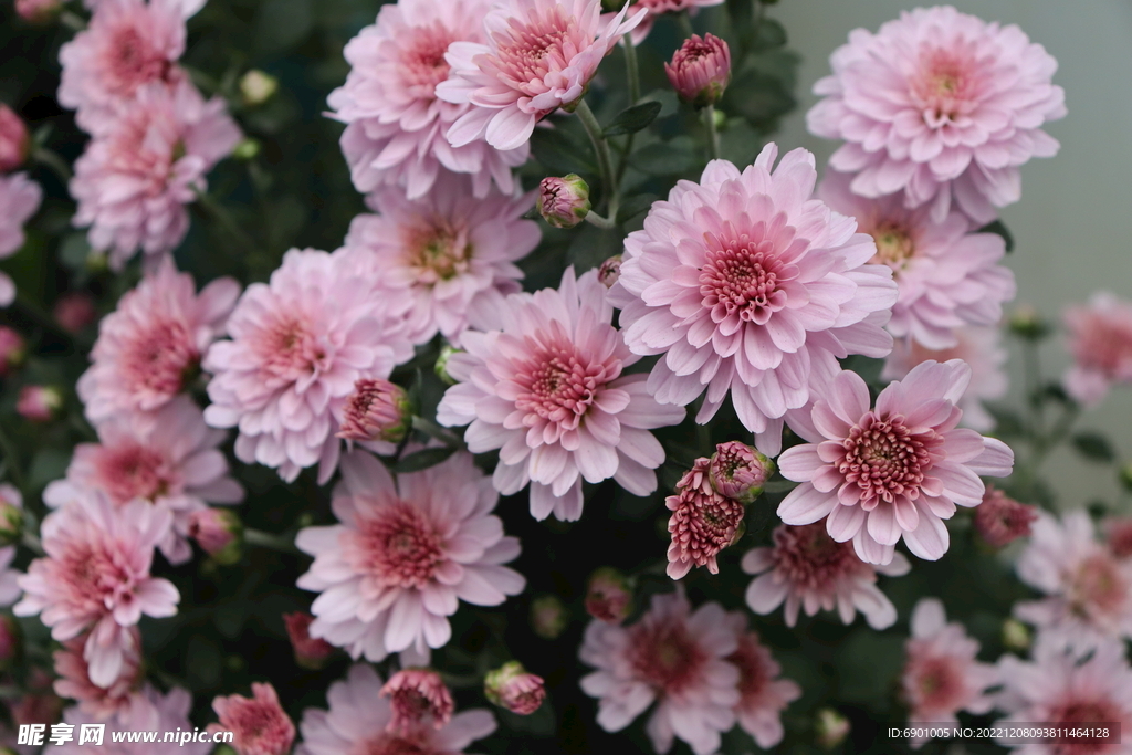 菊花