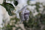 玫瑰花