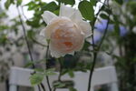 玫瑰花 