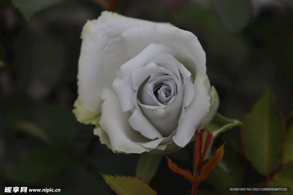 玫瑰花