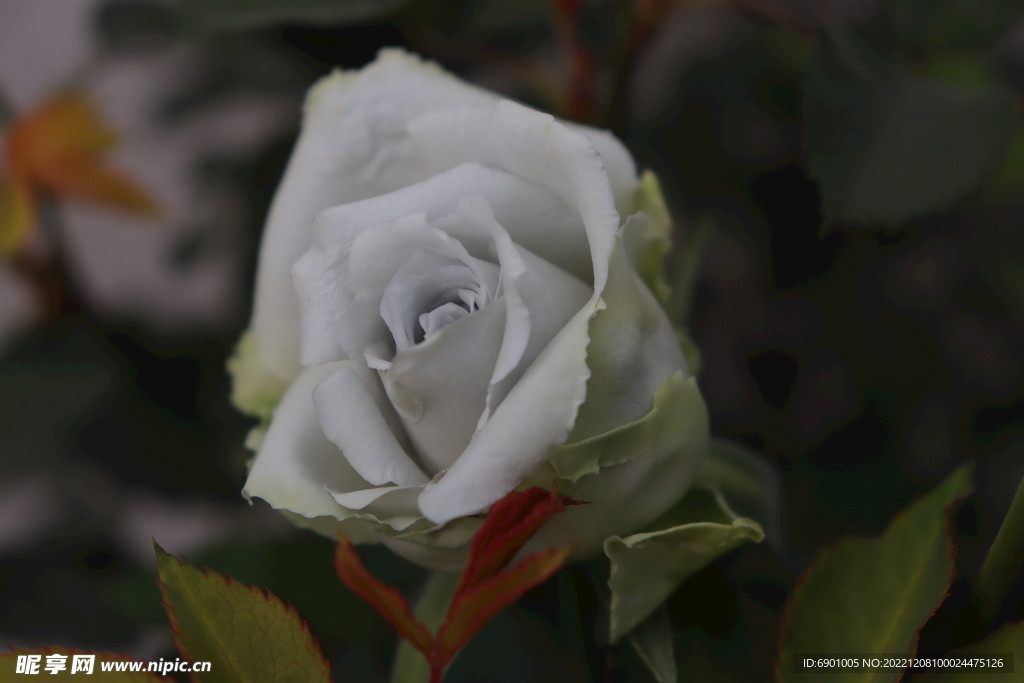 玫瑰花