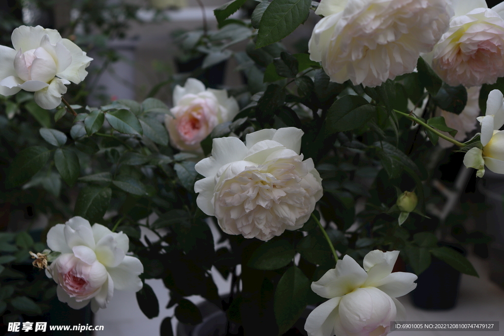 玫瑰花 