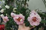 玫瑰花