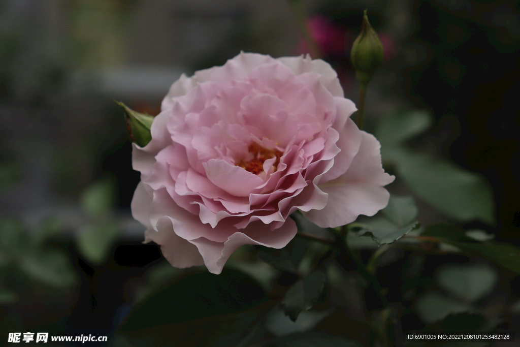 玫瑰花