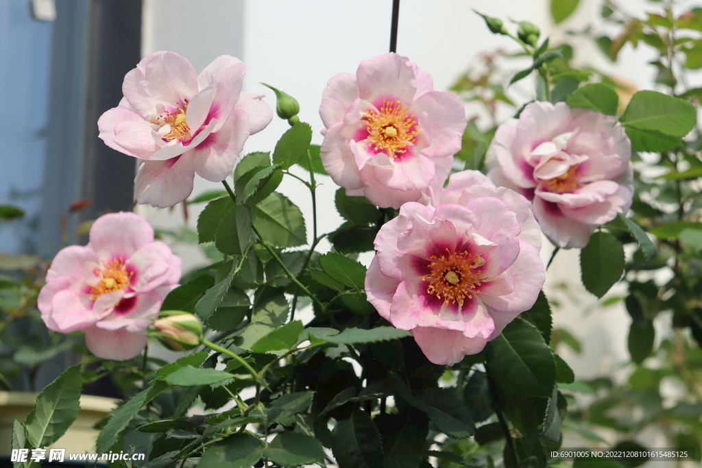 玫瑰花