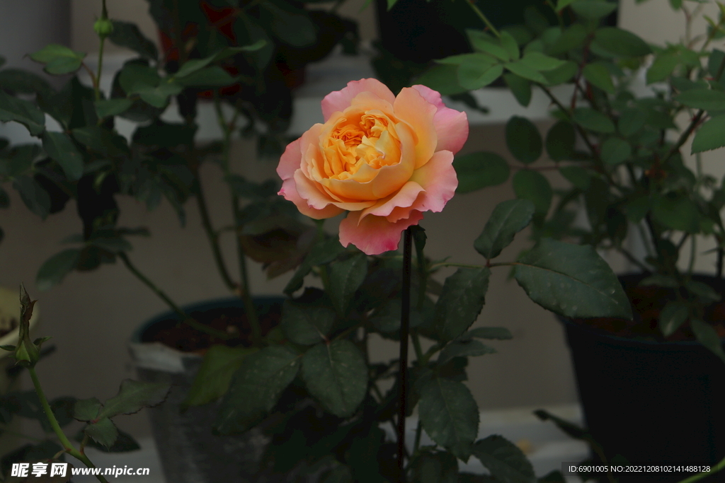 玫瑰花