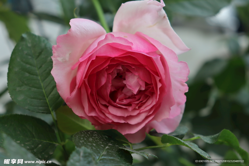 玫瑰花