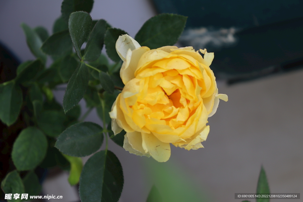 玫瑰花 