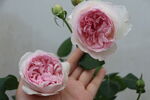 玫瑰花