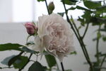 月季花