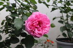 玫瑰花