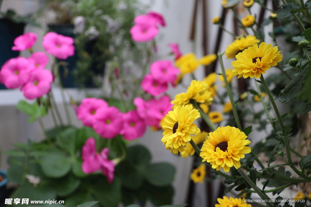 菊花 