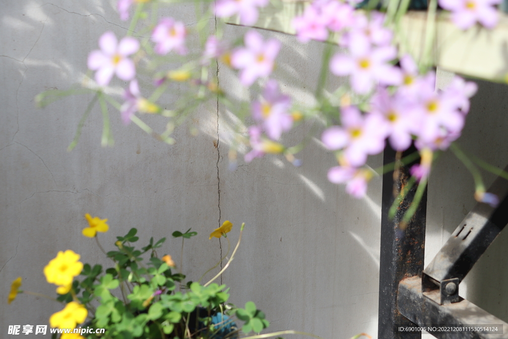 花