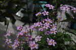 紫色花