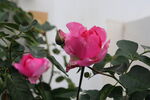 月季花