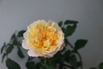  月季花