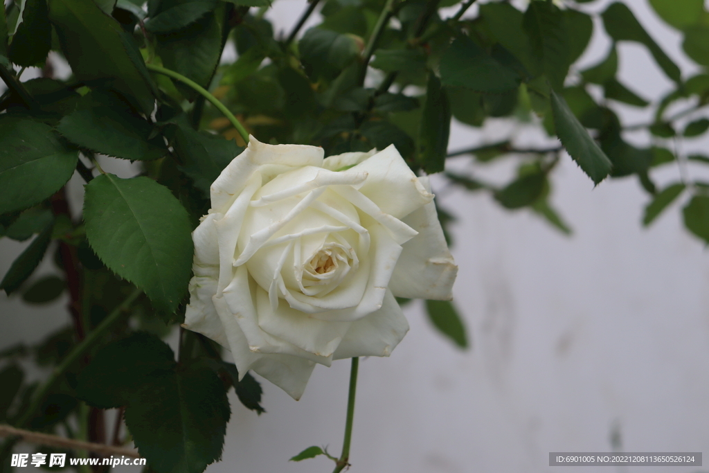 白玫瑰  