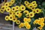 野菊