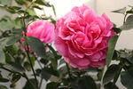 月季花