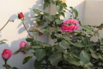  月季花