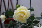 月季花