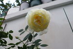  月季花