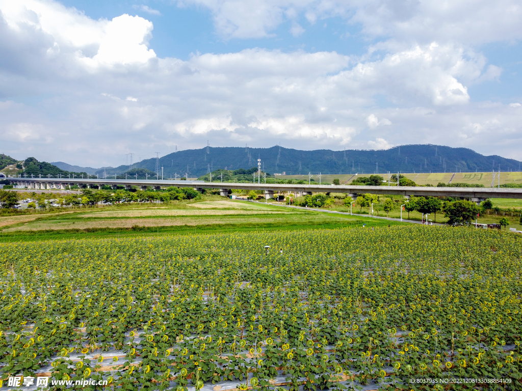 欢乐田园向日葵花田